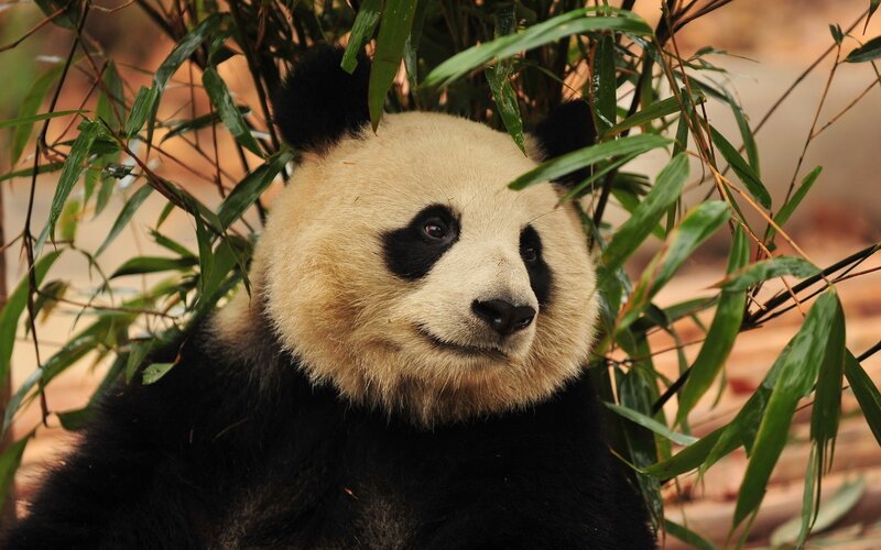 Giant Panda in Bamboo — Black, Calm, Photograph