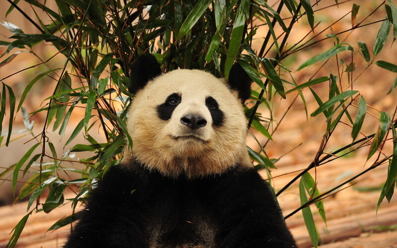 Giant Panda in Bamboo — Black, Calm