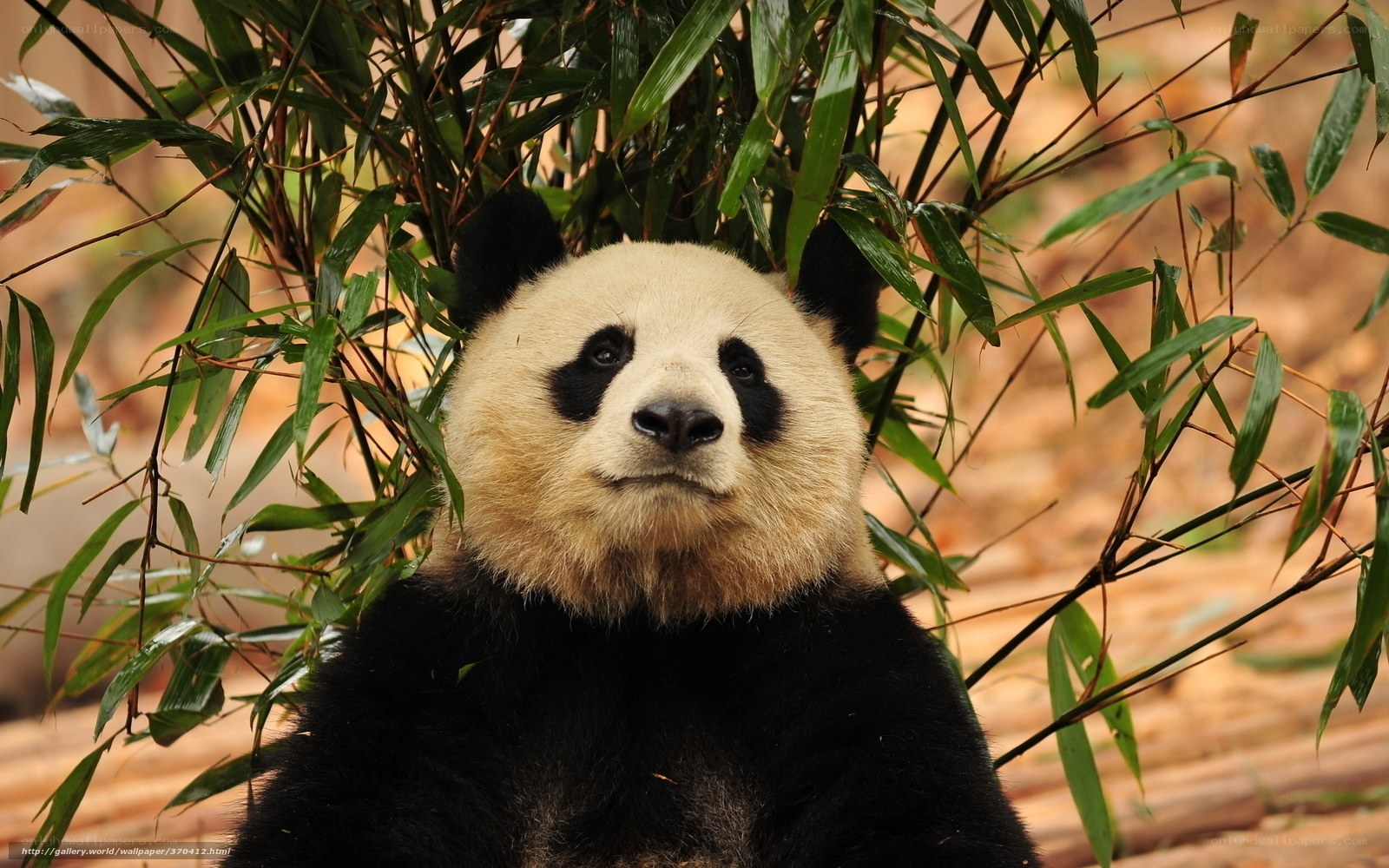 Giant panda in bamboo