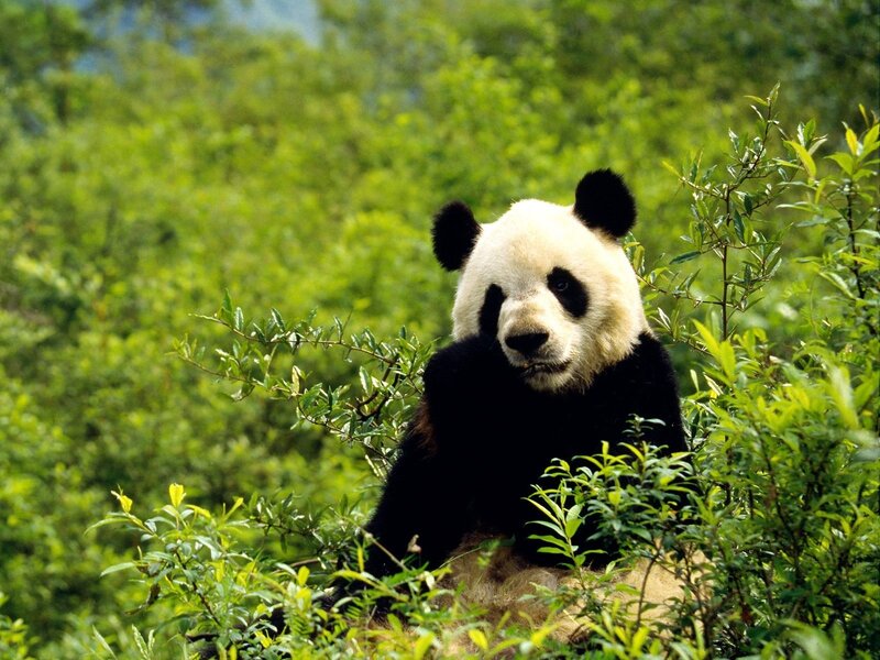 Giant Panda in Foliage — Green, Calm, Afternoon