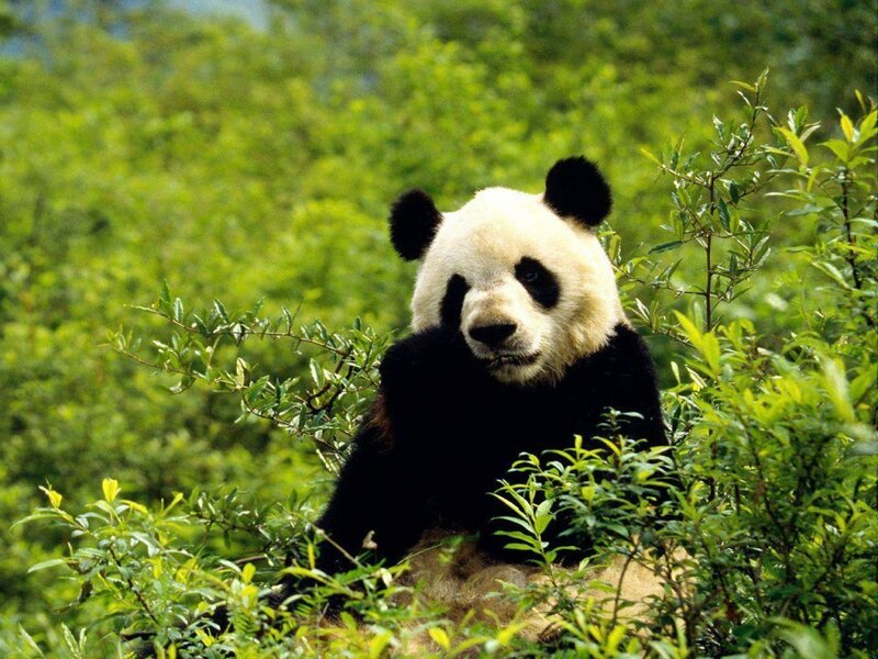 Giant Panda in Foliage