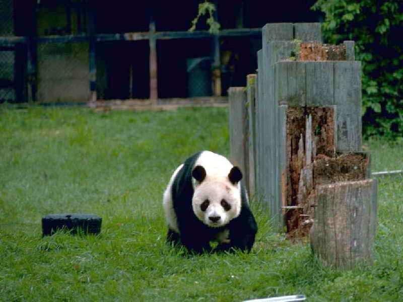 Giant Panda in Grass — Green, Calm