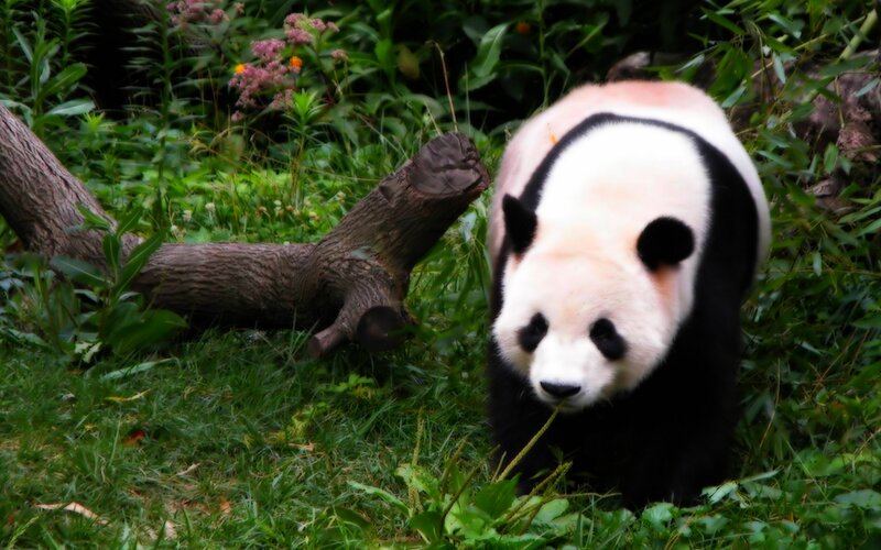 Giant Panda in Grass — Green