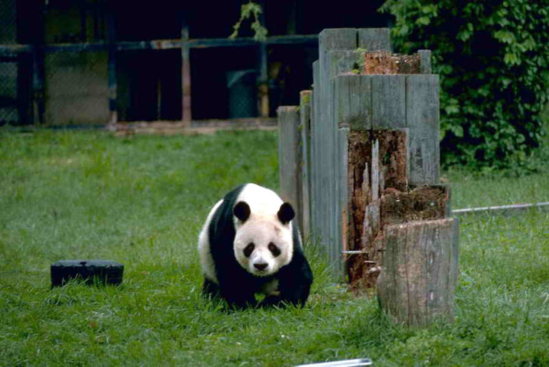 Giant Panda in Grass