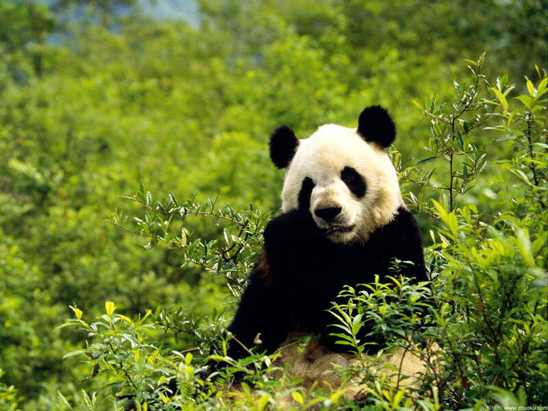 Giant panda in green foliage