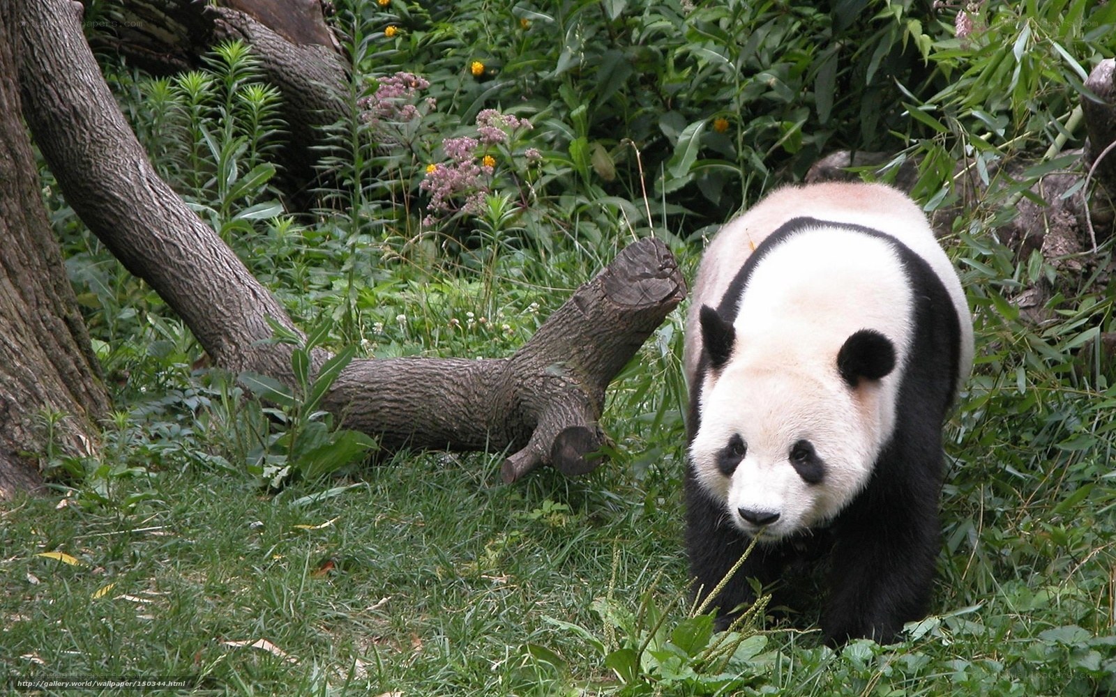 Giant panda in green foliage