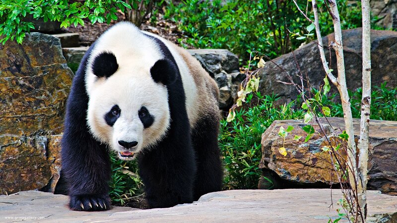 Giant panda in natural habitat