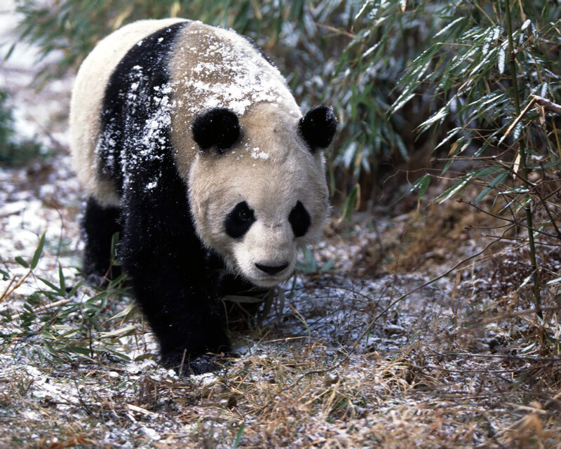 Giant Panda in Snow — Black, Calm