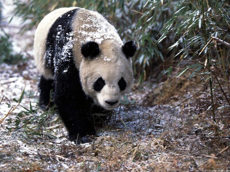Giant Panda in Snow — Black, Calm, Winter, Photograph, Bamboo, Forest, White