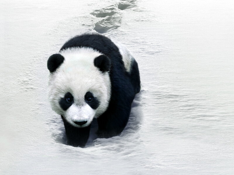 Giant Panda in Snow
