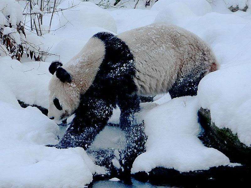 Giant Panda in Snow — White, Calm