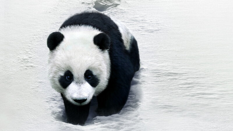 Giant Panda in Snow — White, Calm, Winter, Photograph