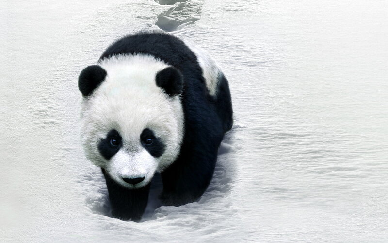 Giant Panda in Snow — White, Calm, Winter