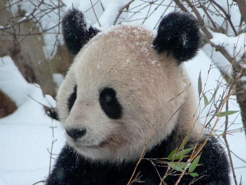 Giant Panda in Snow — White