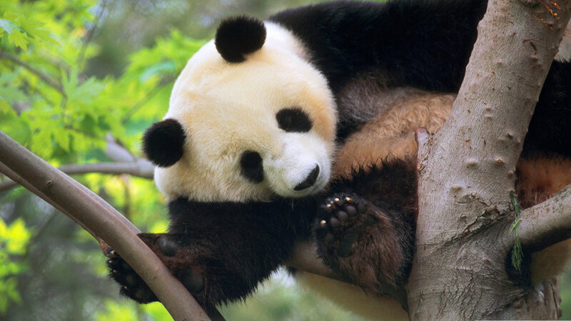 Giant Panda in Tree — Black, Calm, Afternoon, Photograph, Leaves