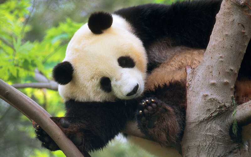 Giant Panda in Tree — Black, Calm, Afternoon, Photograph, Leaves, White