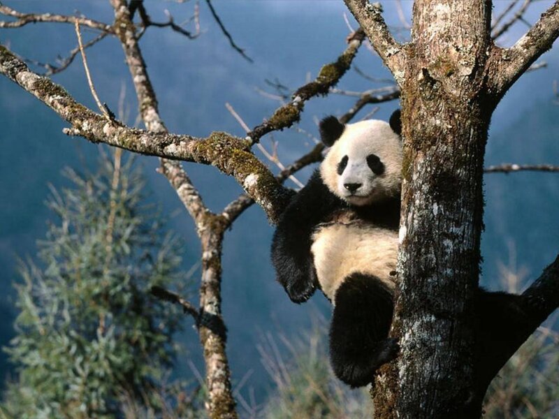 Giant Panda in Tree — Black, Calm, Afternoon, Photograph, Mountain, Forest