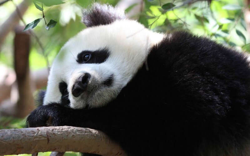 Giant Panda in Tree — Black, Calm, Afternoon, Photograph, Tree Branch, Leaves