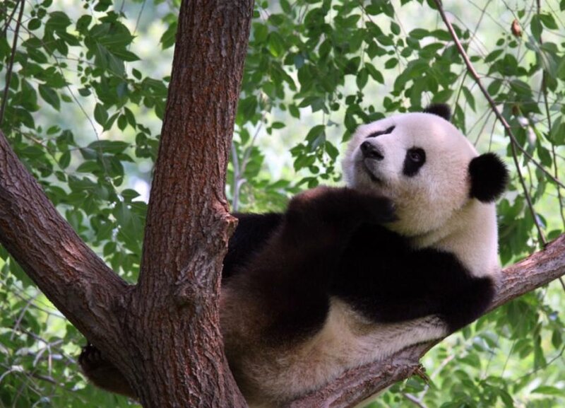Giant Panda in Tree — Black, Calm, Afternoon