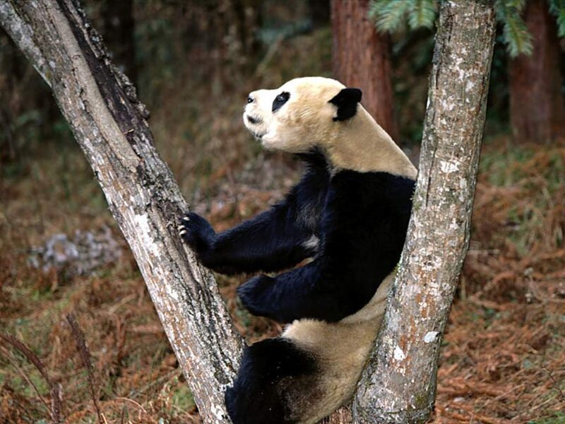 Giant Panda in Tree — Black, Calm, Photograph, Forest
