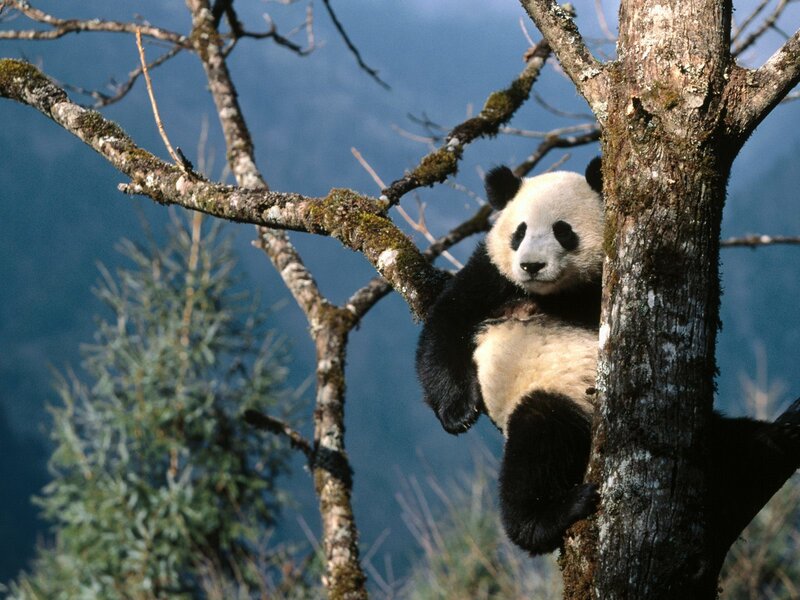 Giant Panda in Tree — Black, Calm, Photograph, Mountain