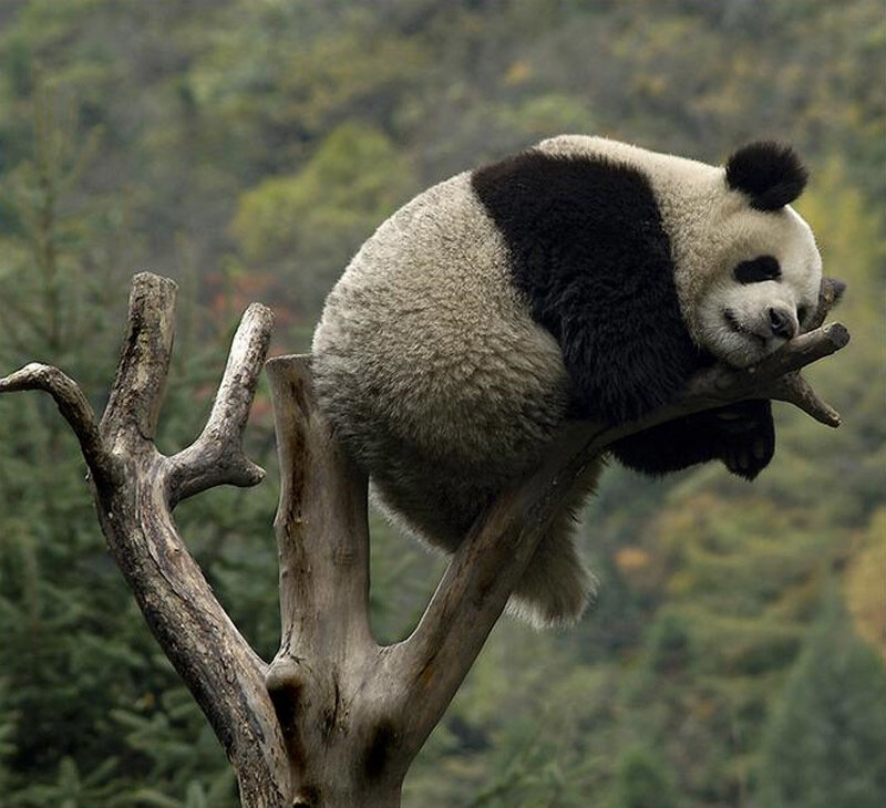 Giant Panda in Tree — Black, Calm, Photograph