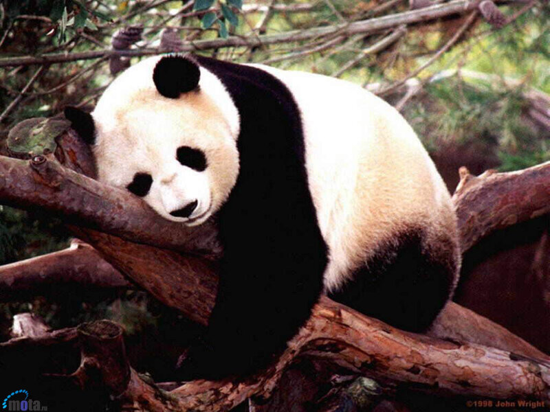 Giant Panda in Tree — Black, Calm, Photograph, Tree Branch