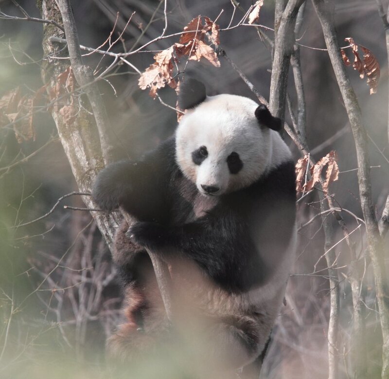 Giant Panda in Tree — Black, Calm