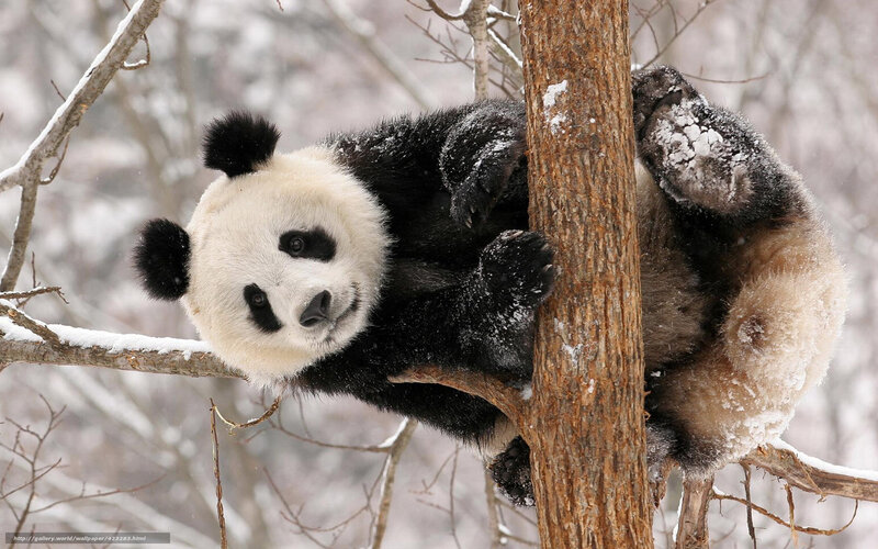 Giant Panda in Tree — Black, Calm, Winter, Photograph, Snow, Branches