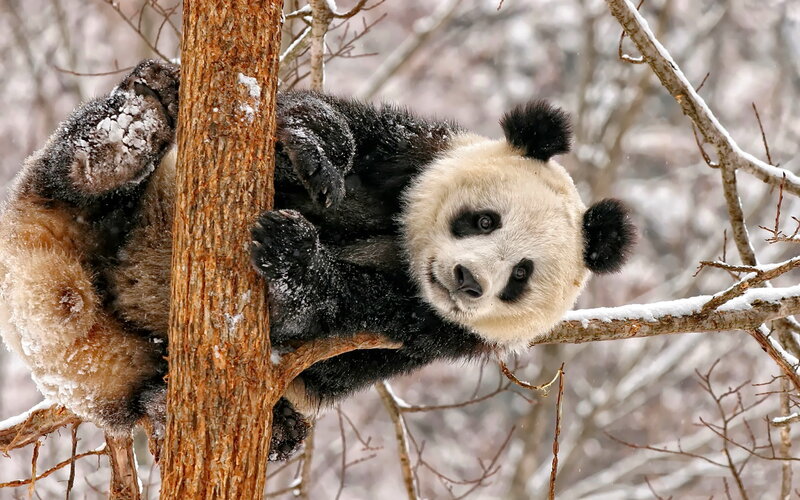 Giant Panda in Tree — Black, Calm, Winter, Photograph, Snow