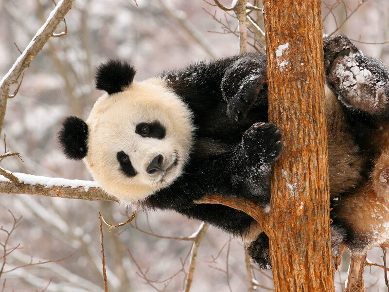 Giant Panda in Tree — Black, Calm, Winter