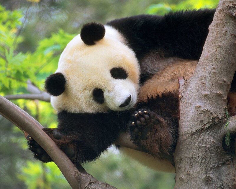 Giant Panda in Tree — Black