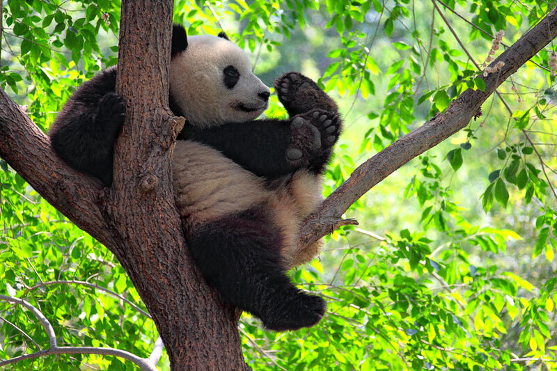 Giant Panda in Tree — Green, Calm
