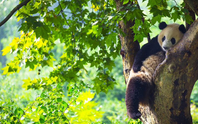 Giant Panda in Tree — Green, Serene