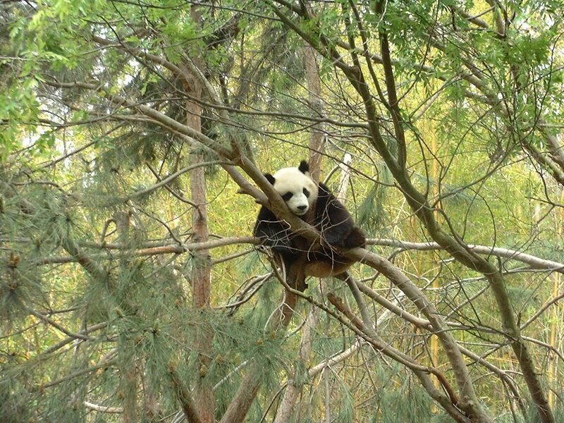 Giant Panda in Tree — Green