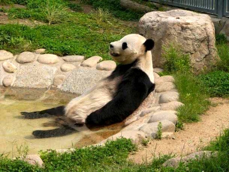 Giant Panda in Water