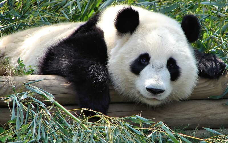 Giant Panda Lying Down — Black, Calm
