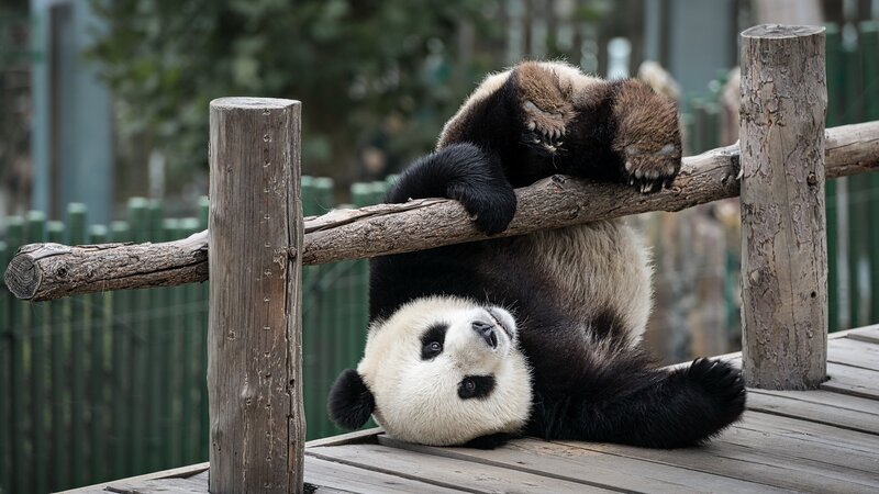Giant Panda Lying Down — Black, Relaxed
