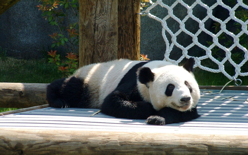 Giant Panda Lying Down