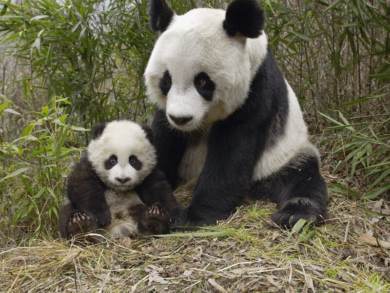 Giant Panda Mother and Cub — Black, Calm, Photograph, Bamboo, Grass