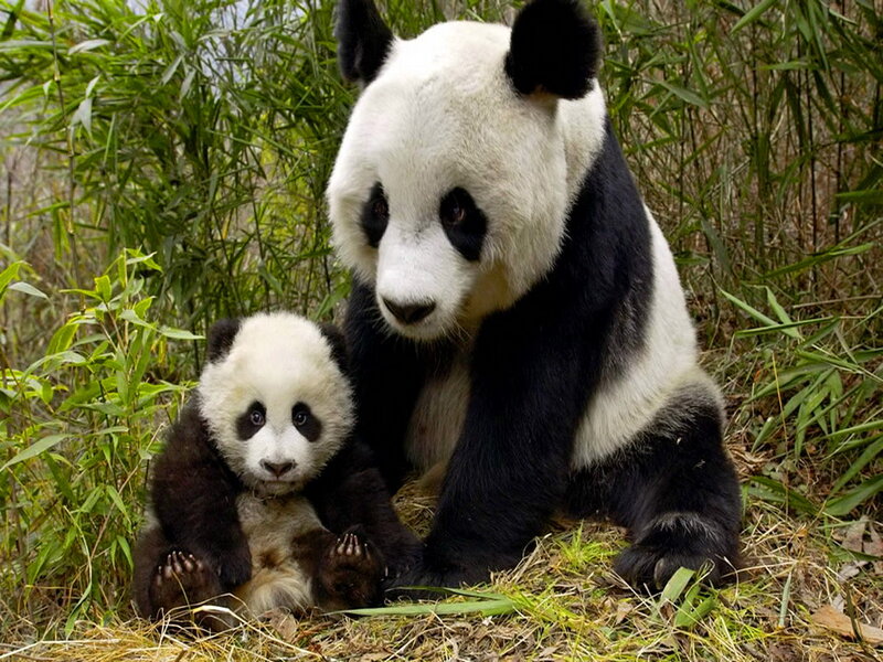 Giant Panda Mother and Cub — Black, Calm, Photograph, Bamboo