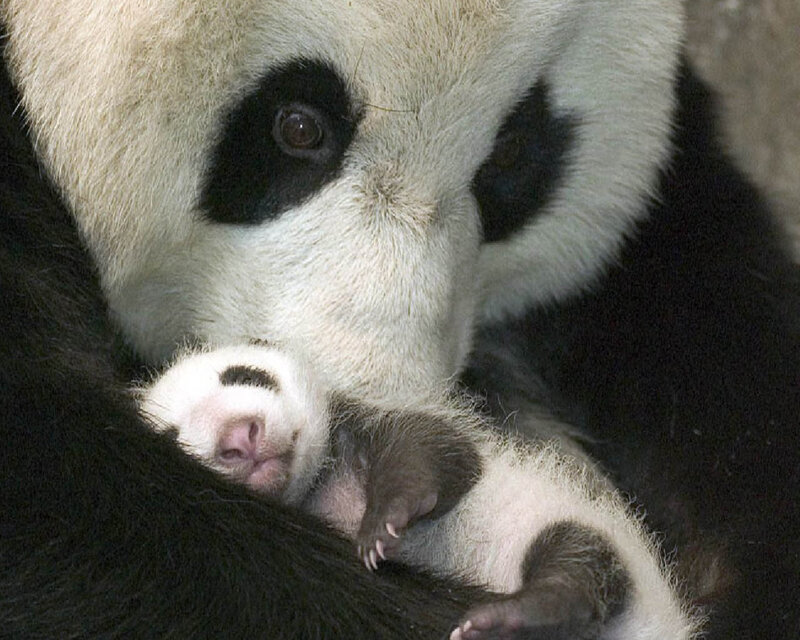 Giant Panda Mother and Cub — Black, Calm, Photograph, Fur