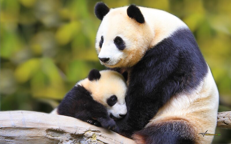 Giant Panda Mother and Cub — Black, Calm, Photograph, Log
