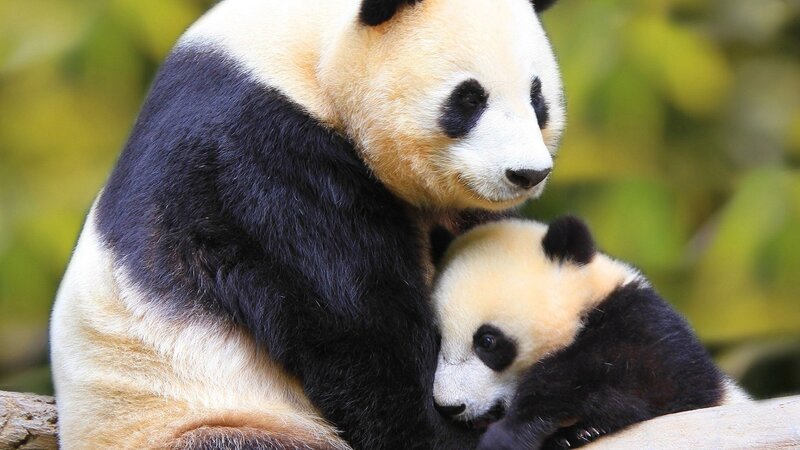 Giant Panda Mother and Cub — Black, Calm, Photograph, Tree Branch
