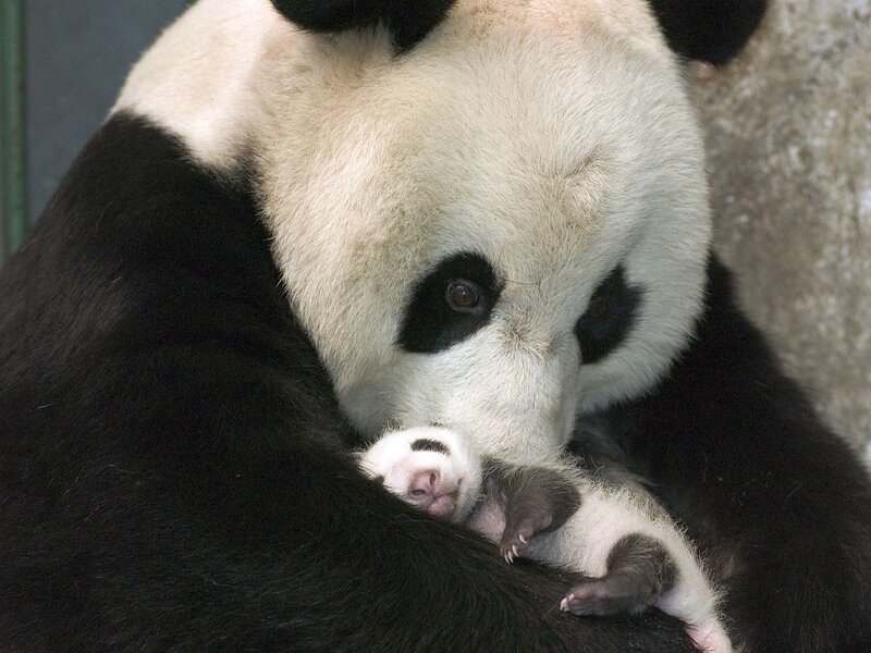 Giant Panda Mother and Cub — Black, Calm, Photograph, Wall