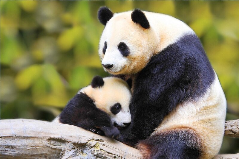 Giant Panda Mother and Cub — Black, Calm