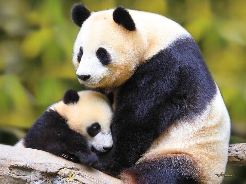 Giant Panda Mother and Cub — Black