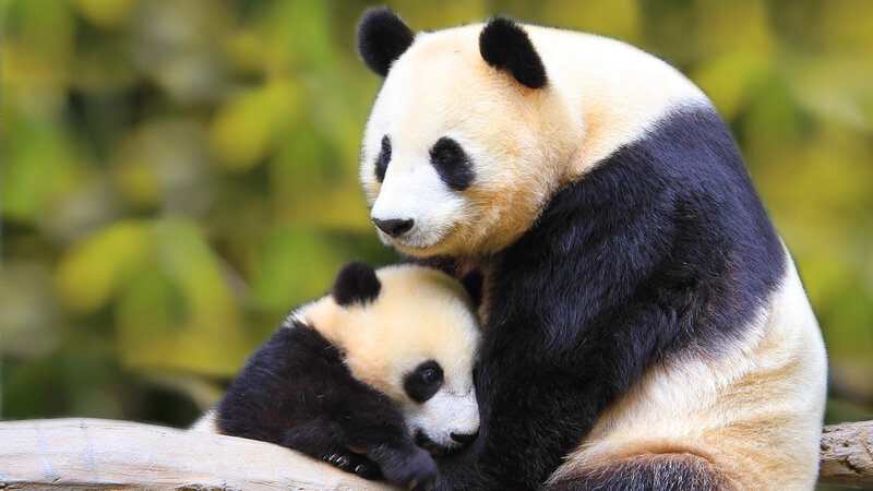 Giant Panda Mother and Cub