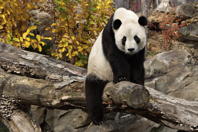 Giant panda on a log