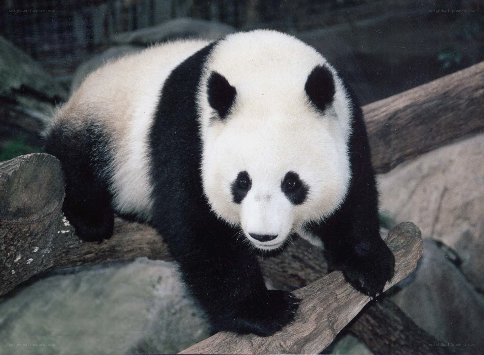 Giant panda on a log